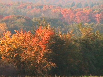 Foto des Tages vom 22.10.2000 Freiburger Mooswald in Herbstfarben