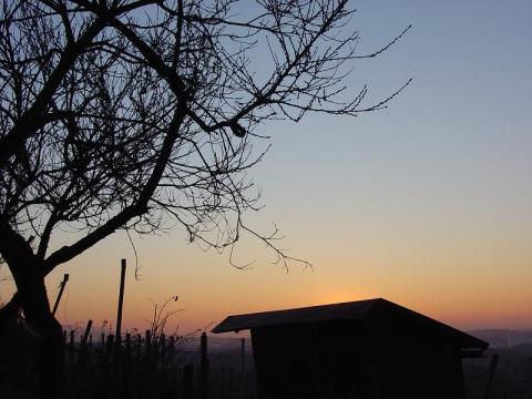 Foto des Tages vom 23.01.2004: Abendstimmung auf dem Rebberg im Wildtal, Sonnenuntergang