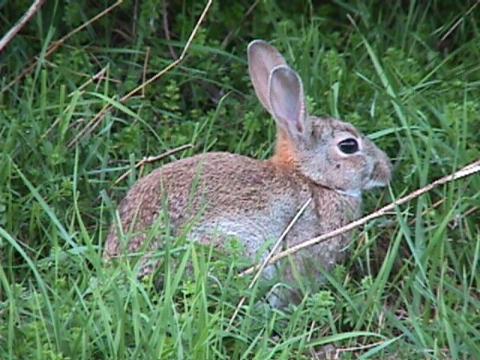 Foto des Tages vom 23.09.2000: Freilaufendes Kaninchen