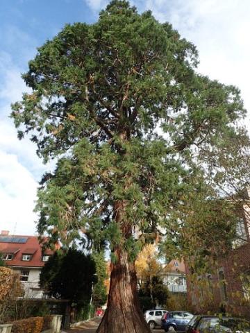 Foto des Tages vom 23.11.2017: Ein starker Mammutbaum in der Starkenstraße, als Naturdenkmal in Freiburg ausgewiesen