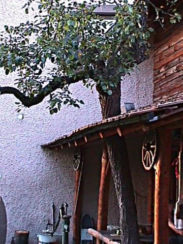 Foto des Tages vom 24.09.2000: Lebensgemeinschaft zwischen Dach und Baum in Merdingen