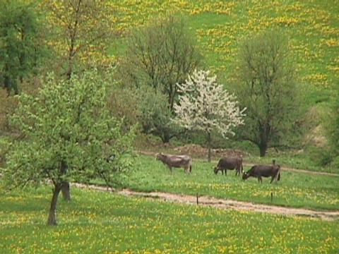 Foto des Tages vom 25.04.1999: Frühlingskühe im Wildtal :-)