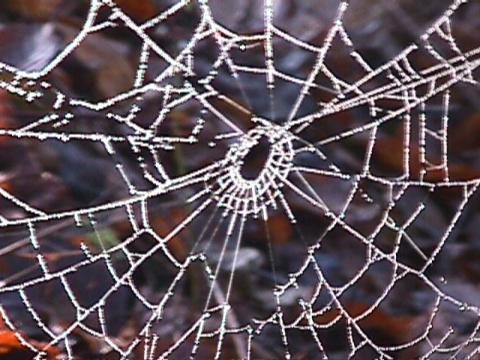 Foto des Tages vom 26.12.2000: Spinnennetz im Naturschutzgebiet Nimburg