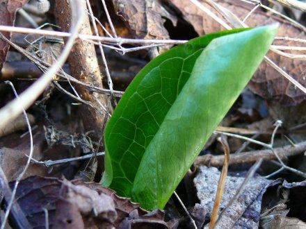 Foto des Tages vom 28.01.2008: Noch vor dem Bärlauch kommen diese leuchtend grünen Blätter aus dem Waldboden...
