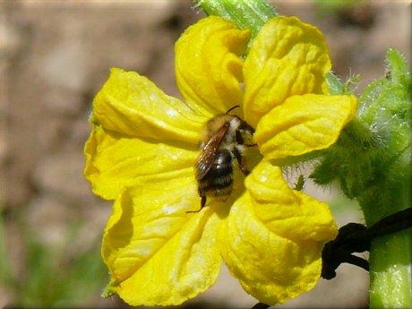 Foto des Tages vom 28.06.2008: Ich brauche dich und du brauchst mich. Biene besucht Gurkenblüte