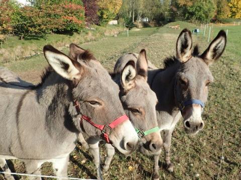 Foto des Tages vom 29.10.2016: Drei Esel bei Maria-Sand