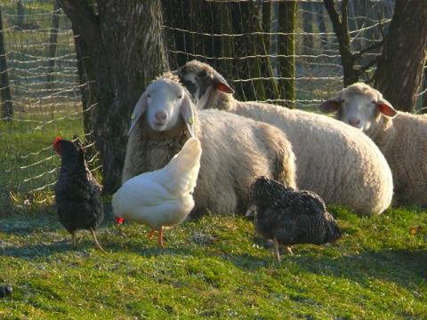 Foto des Tages vom 29.12.2008: Glückliche Schafe und Hühner in Ihringen