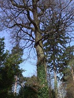 Foto des Tages vom 31.03.1998: Baum im Freiburger Stadtwald