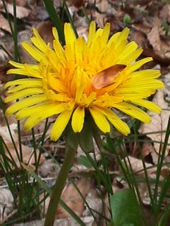 Blhender Lwenzahn, eine der honig- und nektarreichsten Blumen