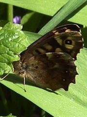 13.04.2001: Pararge aegeria | Waldbrettspiel | Schmetterling im Bannwald von Weisweil in der Nhe des Altrheins