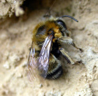 Apinae - Honigbienenartige