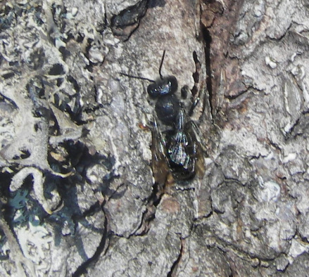Megachile lapponica, Weidenröschen-Blattschneiderbiene - 16.07.2006 Frankreich, Vogesen, Lac Noir