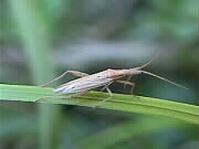 10.09.2000: Chorosoma schillingi | Grasgespenst | Das an eine Stabheuschrecke erinnernde Tierchen ist eine Wanze