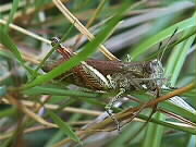10.09.2000: Gomphocerippus (Gomphocerus) rufus | Rote Keulenschrecke, Weibchen im Wildtal