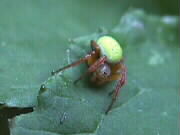 10.09.2000: Eine Spinner (Krabbenspinne?) in die Augen geschaut