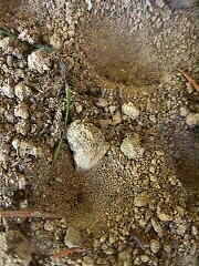 10.09.2000: So sehen die Sandtrichter aus, mit denen der Ameisenlwe (Larve der Ameisenjungfer) seine Beute fngt