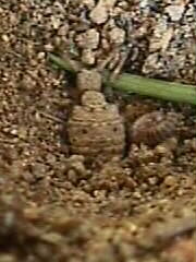 10.09.2000: Hier schaut ein Ameisenlwe gerade aus seiner Sandkuhle heraus